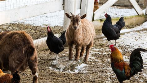 Can Goats and Chickens Live Together? - The Happy Chicken Coop