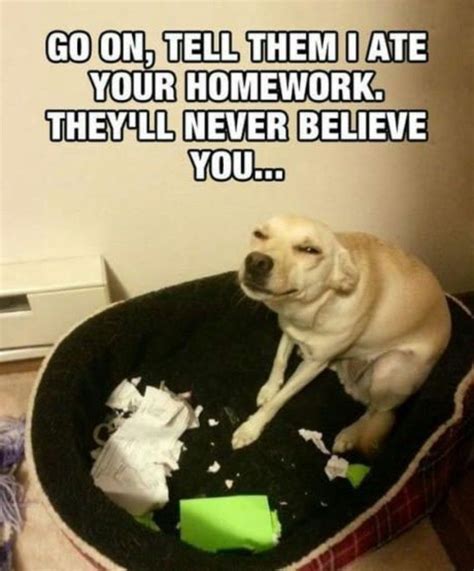 Go on, tell them I ate your homework. They’ll never believe you… | Funny dog memes, Dog memes ...