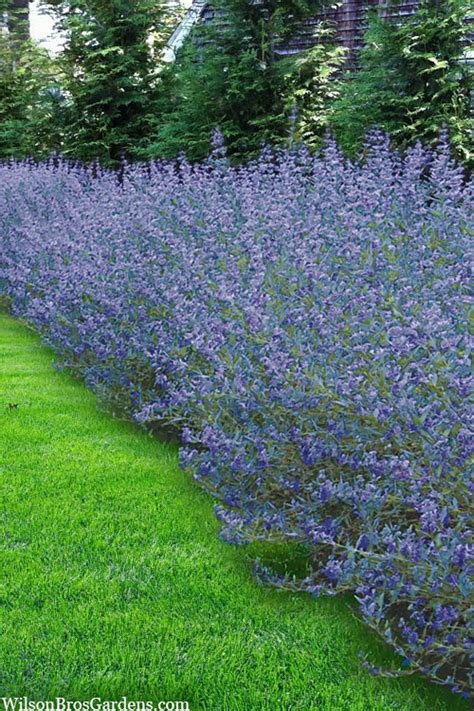 Buy Longwood Blue' Blue Mist Shrub' (Caryopteris) | Wilson Bros Gardens | 1 Gallon Pot