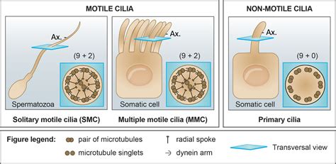 Cilia Function