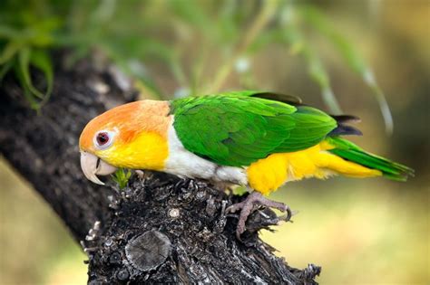 Yellow-Thighed Caique - The tiny and fearless Caique, perched almost horizontally. | Parrot ...