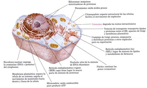 Orgánulos de la célula animal y su función (con imagen) | Saber es práctico