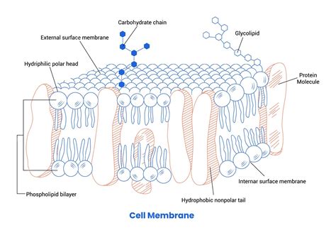 Premium Vector | Detailed Diagram Models of Human Cell Membrane ...