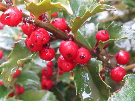 Consider These Shrubs & Trees for a Stunning Winter Landscape