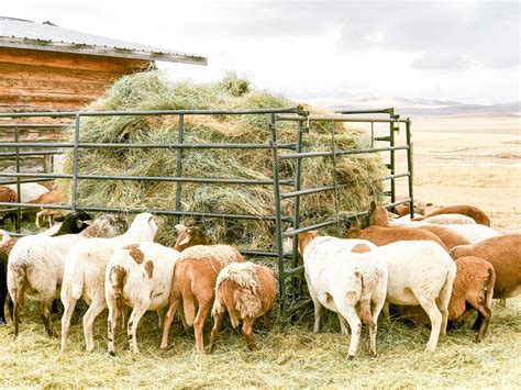 DIY Self-Feeding Hay Feeder for Sheep - Sage & Shepherd Blog