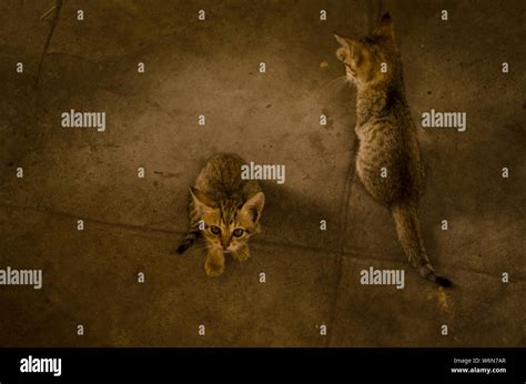 Kittens are playing with mother Stock Photo - Alamy