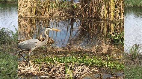 Birds of the Lake Apopka Wildlife Drive | Wildlife, Lake, Birds