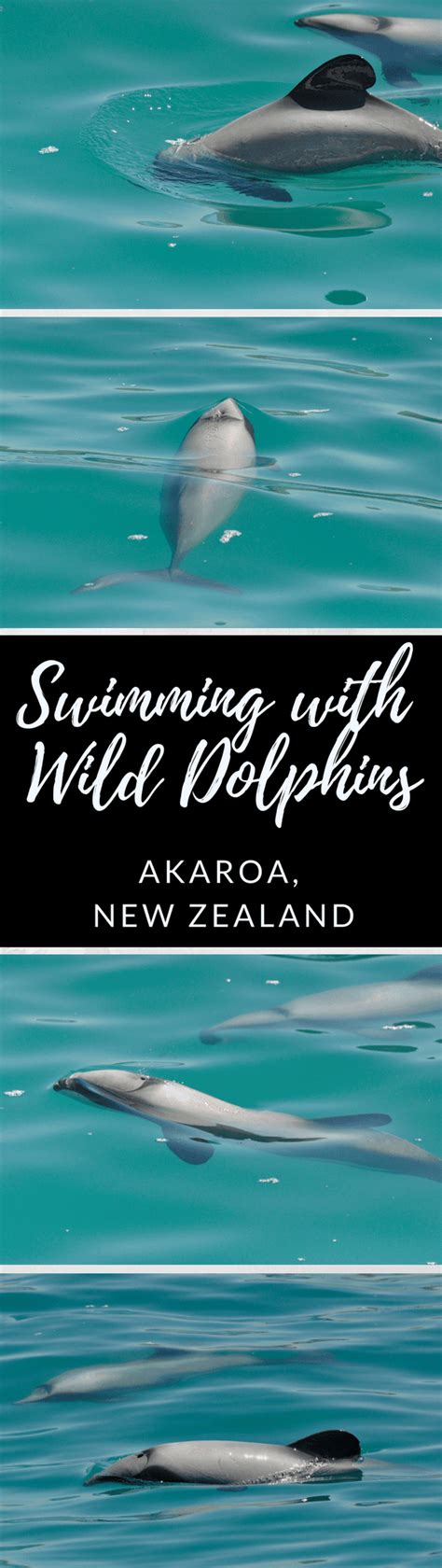 Swimming with Dolphins, Akaroa, New Zealand - A Bucket List Experience!