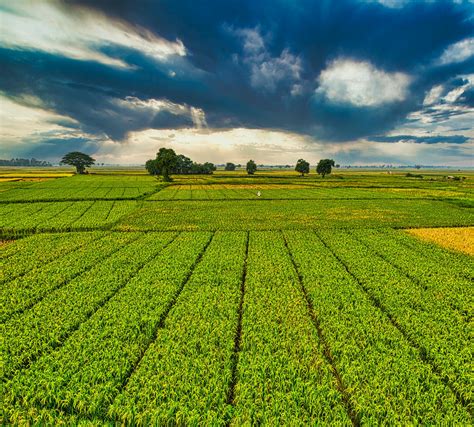 Plantation with green crops growing in agricultural farm · Free Stock Photo