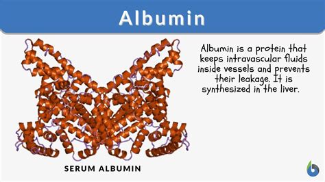 Albumin Definition and Examples - Biology Online Dictionary