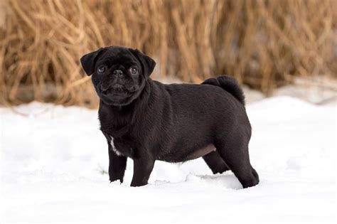 Should Pugs Exist