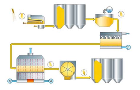 Malting process