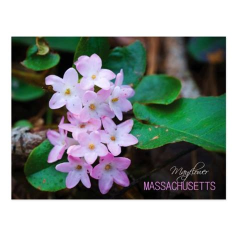 Massachusetts State Flower: Mayflower Postcard | Zazzle