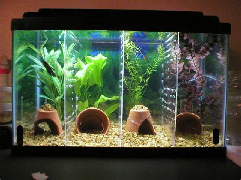 DIY Aquarium Tank Dividers - petdiys.com