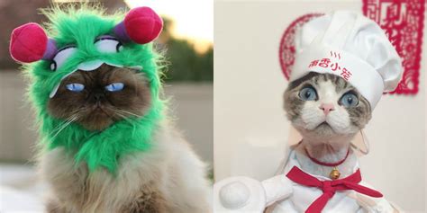 These Cat Halloween Costumes Are So Cute You'll Want to Cry