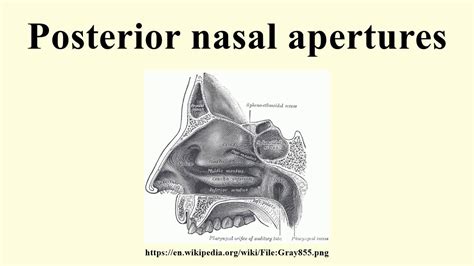 Posterior Nasal Aperture