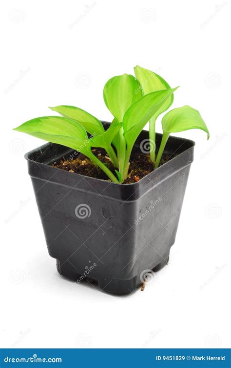 Variegated Hosta Seedling Isolated on White Stock Image - Image of ...