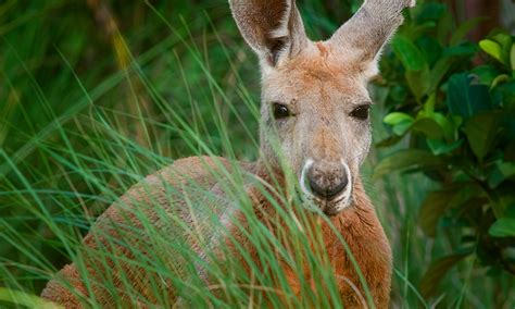 Red Kangaroo :: Riverbanks Zoo & Garden