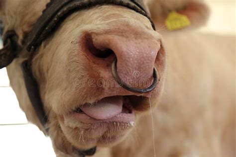 Cow with nose piercing stock image. Image of rural, grass - 21934959