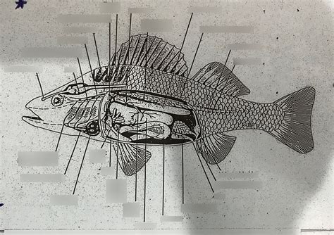 Internal anatomy of Yellow Perch Diagram | Quizlet