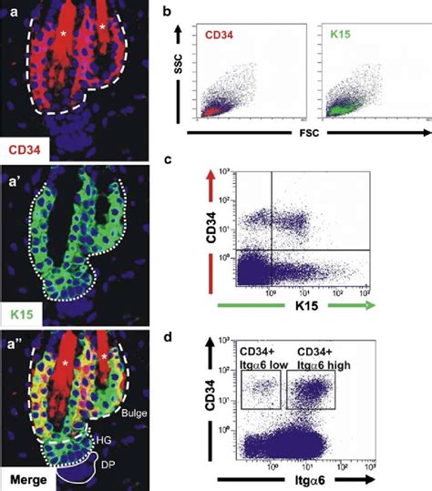 CD34 is a marker of follicular stem cells. Immunofluorescent labeling ...