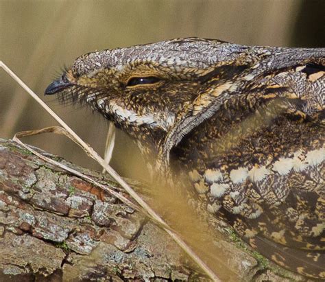 European Nightjar by Jake Gearty - BirdGuides