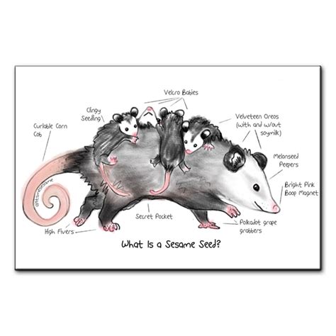 Opossum Anatomy Guide