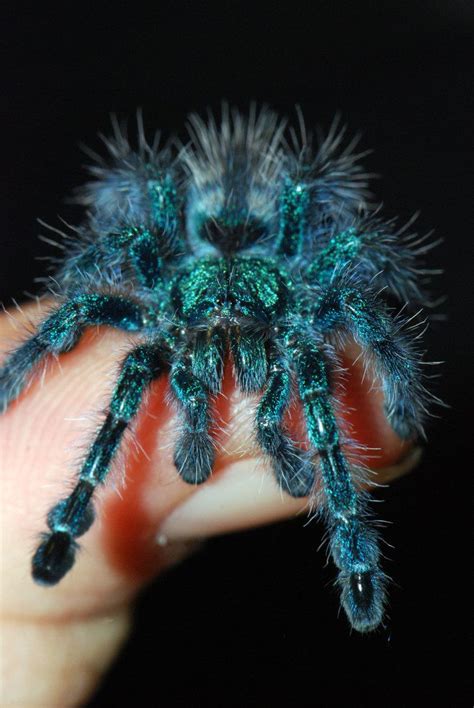 Avicularia versicolor babies start off blue like this they change.. Check out my pics of my ...