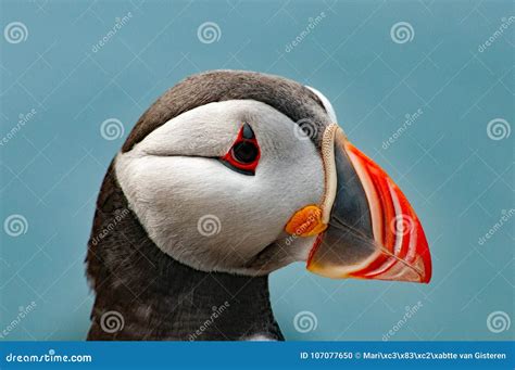 Puffin in close-up. stock photo. Image of funny, farne - 107077650