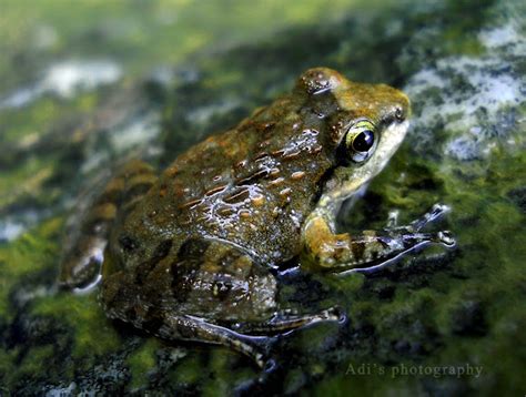 Indian Bullfrog | Project Noah