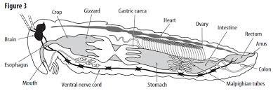 Grasshopper Internal Anatomy