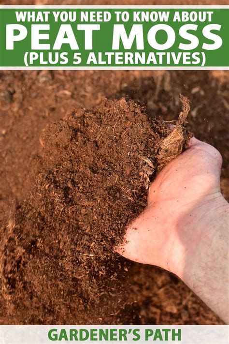 How to Use Peat Moss in the Garden | Gardener’s Path in 2021 | Peat moss, Vegetable garden soil ...