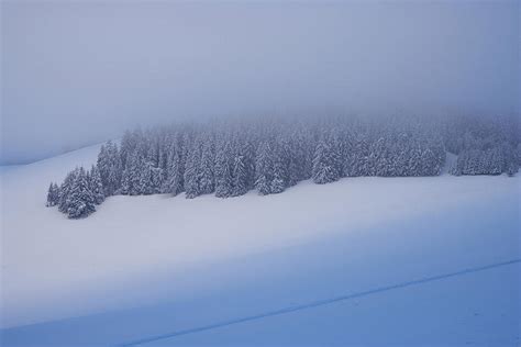 Black Forest In A Winter Scenery, Near Breitnau, Black Forest, Baden ...