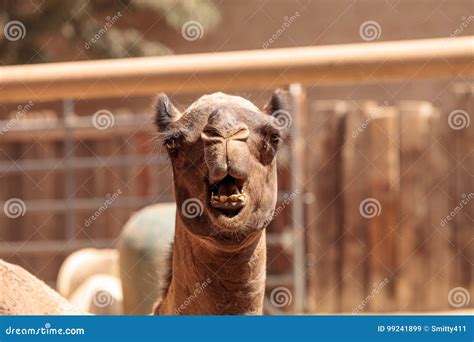 Domedary Camel Camelus Dromedaries Stock Image - Image of dromedaries, profile: 99241899