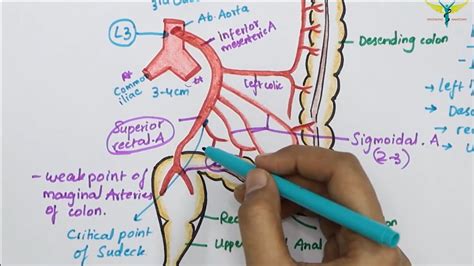 Inferior Mesenteric Artery(IMA) | Abdominal Aorta Branch | Hindgut ...