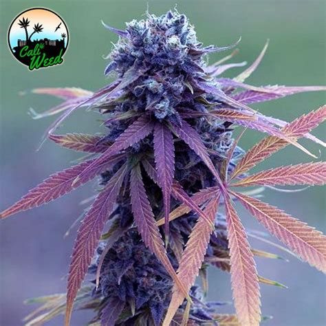 Blue Dream Auto จาก Cali Weed Seeds