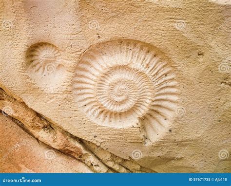 Fossil Stock Photo - Image: 57671735