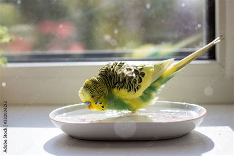 bathing of a budgie Stock Photo | Adobe Stock