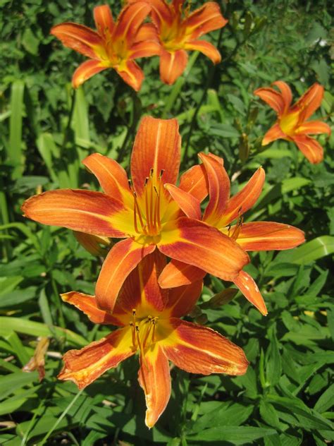 Marathon Pundit: Orange daylilies