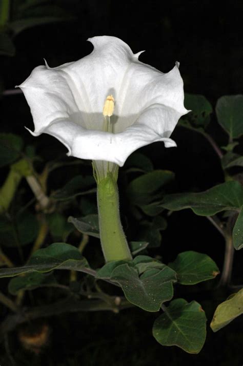 Datura - Definition of Datura