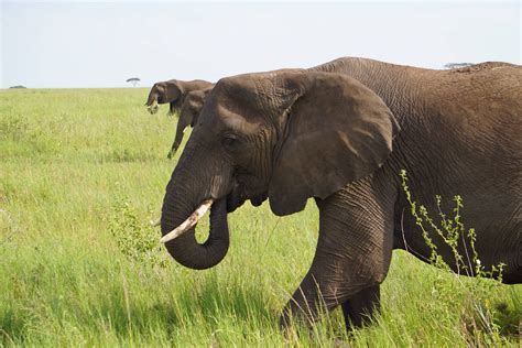 Elephants - Serengeti National Park - Tanzania - Sony a6000 : r ...