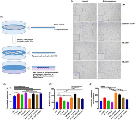 Transwell assay results. (A) On DIV13, astrocytes were subcultured and... | Download Scientific ...