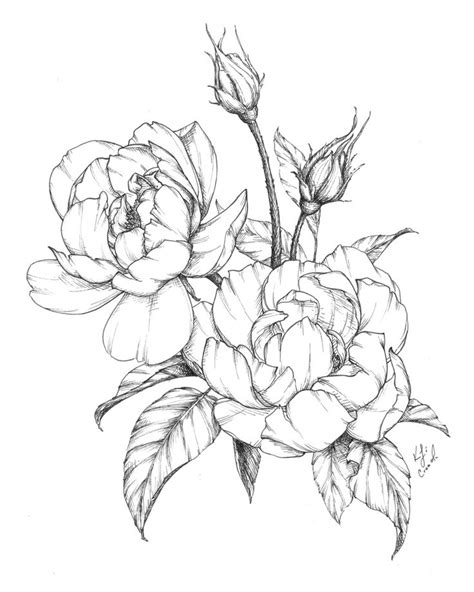 Flower Drawings - Spring 2019 — Katrina Crouch | Blushed Design | Flower drawing, Peony drawing ...