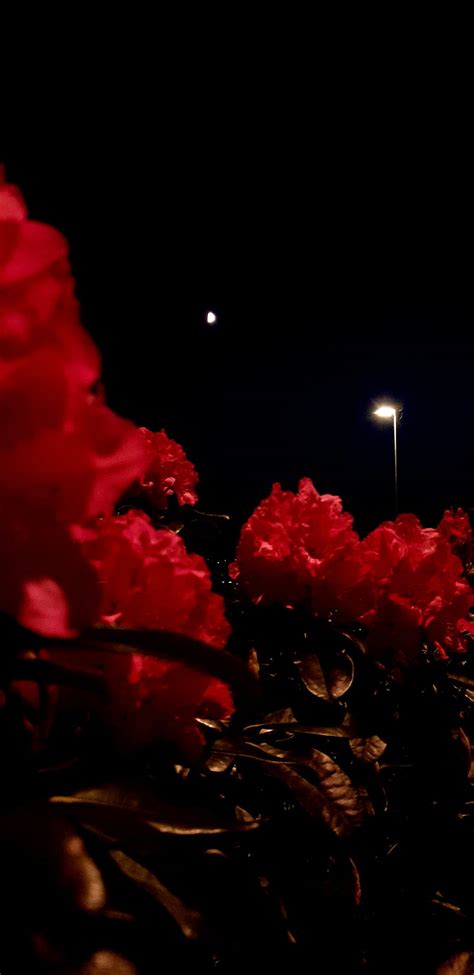 Red Flowers at Nigth, aesthetic, flower, rhododendrons, HD phone ...