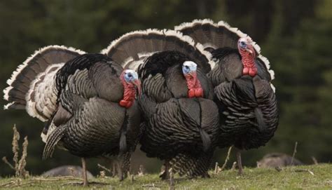 H5N8 Bird Flu Confirmed At English Turkey Farm - ODISHA BYTES