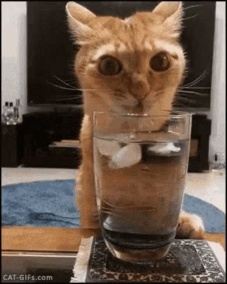 Funny Animals Thirsty GIF - FunnyAnimals Thirsty Kitten - Discover & Share GIFs