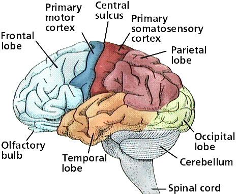 Basic Brain Anatomy | Brain Tumour Surgery