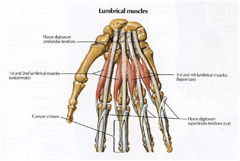 Anatomy of the Hand | Team Bone