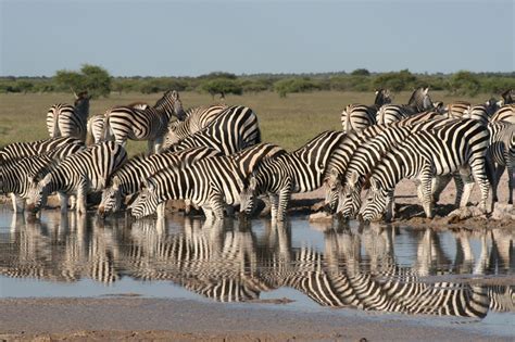 Botswana Wildlife Highlights - Safari Consultants