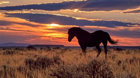 Wild Horse Sunset Photograph by Jack Bell - Fine Art America